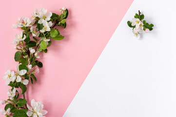 Tender spring apple flowers arrangement composition background. Blooming branches of apple tree on pink background with copy space