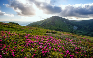 Fototapeta na wymiar Amazing spring Scenery with Phododendron flowers on foreground. Stunning picturesque vivid landscape over the Mountain valley during sunrise. Carpathian mountains. Ukraine. Popular photography place