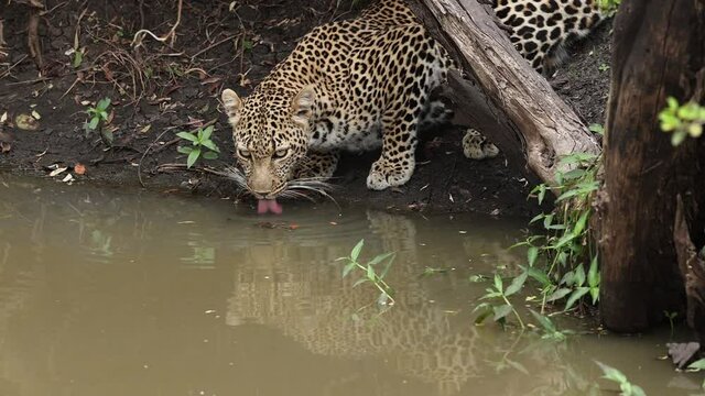 A leopard drinking water in a river while crouching under an acacia tree that is growing right at the edge of the river. There is a reflection of the leopard in the water right next to the acacia.