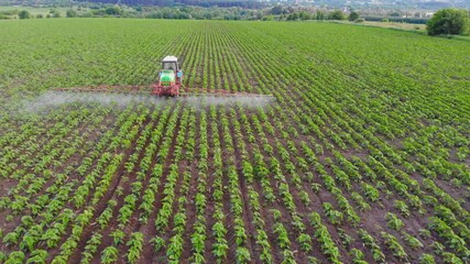 A tractor sprays pesticides on a field of young sunflower plants. Bird's-eye. A tractor sprays a field with a sunflower. Sunflower plantations. Agriculture.