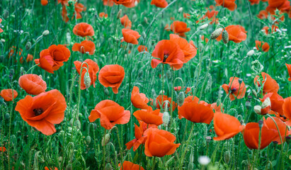 Obraz premium Flowers Red poppies blossom on wild field. Beautiful field red poppies with selective focus. Red poppies under of sunlight. Opium poppy. Natural drugs. Glade of red poppies.Soft focus.
