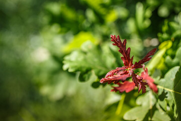 Selective soft focus of Red oak young leaves in sunlight on a green background in a blur. forest meadow on background. Beautiful summer landscape with copy space and Space for an inscription or logo.