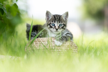 Naklejka na ściany i meble two funny grey kittens on the grass in a basket