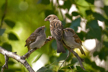A sparrow feeds its chicks. Hungry sparrow chicks. The concept of care and family.