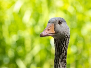 portrait of a goose