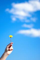 dandelion in a hand