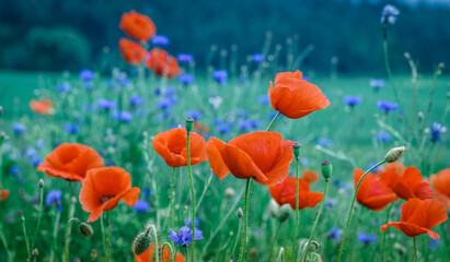 Wonderful rural landscape. color contrast between poppy and green field with a lot of copy space. small depth of field. Opium poppy. Natural drugs. Glade of red poppies. Soft focus