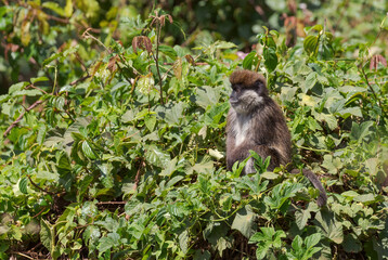 Naklejka na ściany i meble Bale Mountains Monkey - Chlorocebus djamdjamensis, endemic endangered primate from Bale mountains and Harrena forest, Ethiopia.