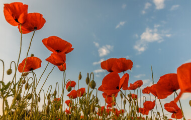 Obraz premium wonderful colorful landscape. a perfect sky glowing in sunlight at a summer day, spring meadow with color flowers . poppy flowers in the field. rural landscape