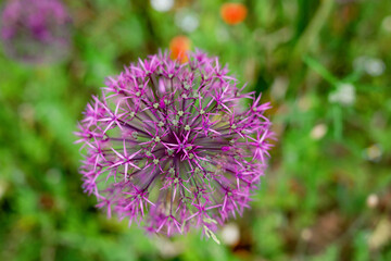 Blossoming wild broadleaf chives, allium senescens,growing on a sunny day in organic garden