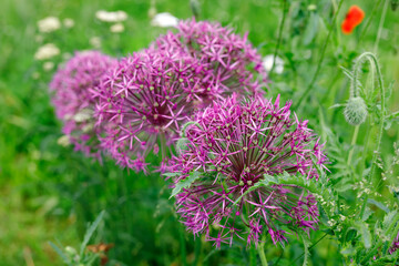 Blossoming wild broadleaf chives, allium senescens,growing on a sunny day in organic garden - obrazy, fototapety, plakaty