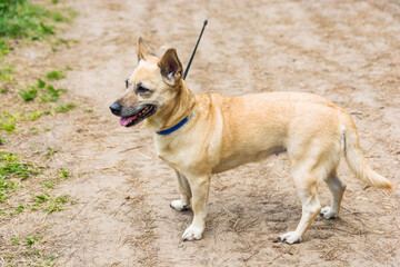 A small light brown dog with large ears on a leash stands on a forest path