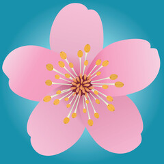 A pink flower with five petals. Based on a cherry blossom or sakura. The background is a turquoise gradient.
