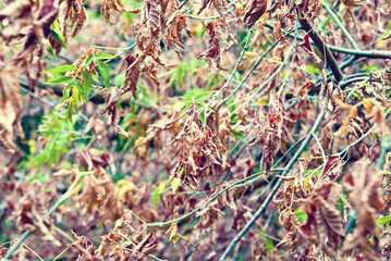 dry leaves