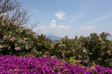 La veduta del Vesuvio a Napoli con i fiori
