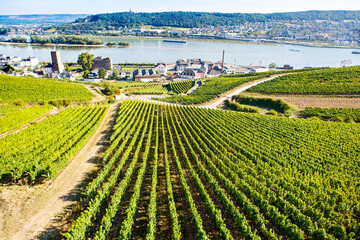 Famous Rheingau vineyards region in late summer in Germany, green hills on sunny day. Famous vineyard region near Mosel and Rhine in Germany. Making of delicious red wine.