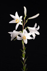 Obraz premium white lily