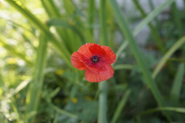 red poppy flower