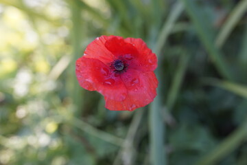 red poppy flower