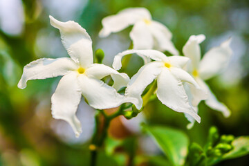 white spring flowers