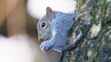 A squirrel sat in a tree