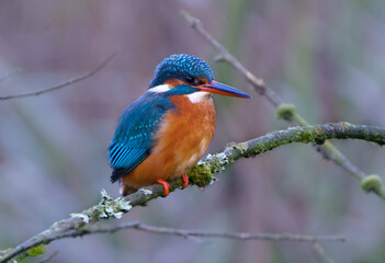 A female kingfisher perched on a branch