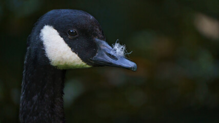 Canadian goose with a feather on it's nose