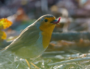A robin posing