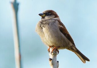 A Common House Sparrow