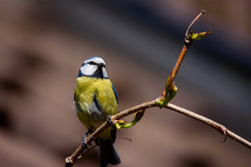 Selective focus photo. Blue tit bird on branch of grape tree.