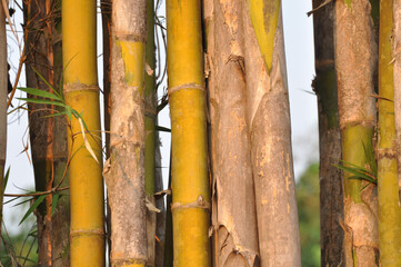 Brown and green oriental bamboo forest