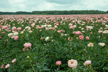 Field of peony roses. Paeoniaceae. Uffelte Drente Netherlands. 