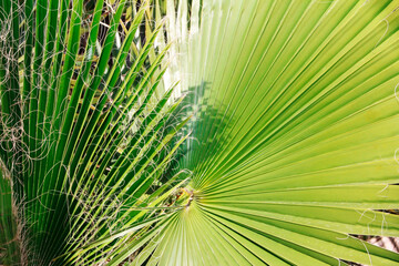 natural green palm leaves with streaks