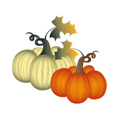 Realistic round flat art pumpkins in off-white an bright orange colors with stems and leaves. 