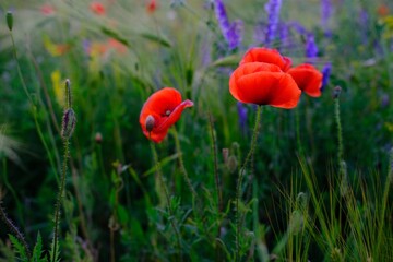 Close up : one red poppy flower grows in the field