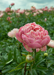 Field of peony roses. Paeoniaceae. Uffelte Drente Netherlands. 