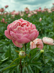 Field of peony roses. Paeoniaceae. Uffelte Drente Netherlands. 