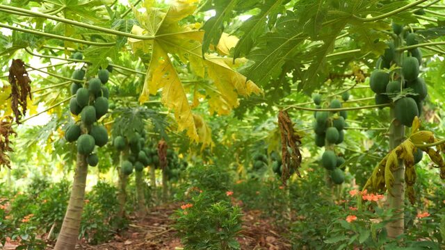 good Papaya on the papaya tree in india