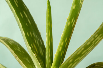 Aloe Vera plant close-up on a blue background. A popular ingredient in natural cosmetics. Skin care...