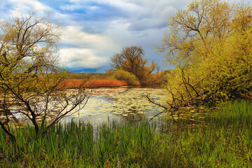 Fototapeta premium Colourful Landscape image of a Pond with Lilly Pads and Calm Water. County Durham, England, UK.