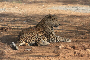 Leopard from the Gir forest