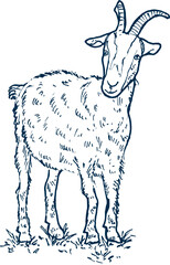 goat. farm animal hand drawn illustration