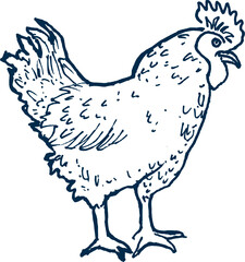 hen. farm animal hand drawn illustration