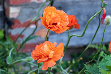 Orange Papaver nudicaule the Iceland poppy boreal flowering plant. two blossoms in garden, long...