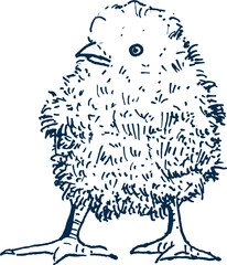 chick. farm animal hand drawn illustration