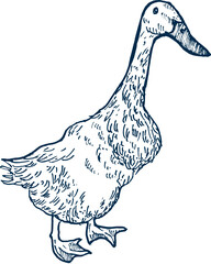 duck. farm animal hand drawn illustration