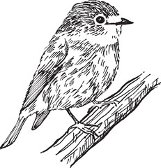 bird. Nature Forest Hand drawn Elements