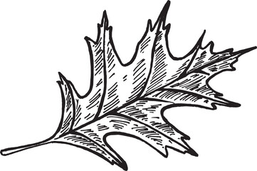 leaf Hand drawn illustration. Nature Forest Hand drawn Elements 