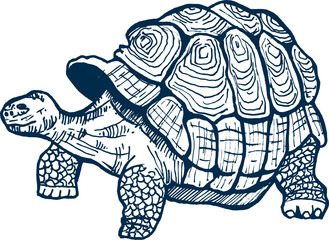 torto hand drawn illlustration. wild animal safari