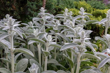 Stachys byzantina  the lamb's-ear or woolly hedgenettle in green and white color. Growing in...